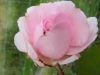 mme-ernest-calvat4
