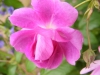 purple-skyliner