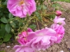 purple-skyliner3