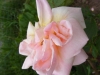 schoples-gelbe-moosrose