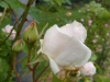 souvenir-de-malmaison-clg3
