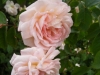 tender-blush2