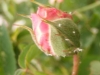 tender-blush3