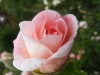 tender-blush4