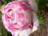 variegata-di-bologna