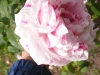 variegata-di-bologna9