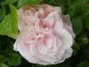 william-egan3