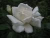 anna-regina1