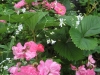 avalanche-rose
