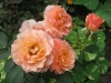 bordure-apricote