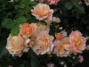 bordure-apricote2
