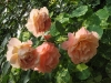 bordure-apricote956