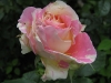 bordure-camaieu-2009-jpg5_