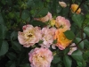 bordure-camaieu-2009