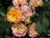 bordure-camaieu-20092
