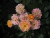 bordure-camaieu-20093