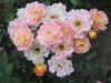 bordure-camaieu-20094