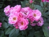 bordure-magenta3