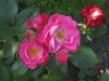 bordure-magenta4