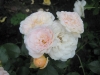 bordure-nacree