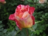 camille-pissarro11