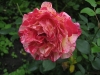camille-pissarro12