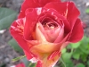 camillpissaro
