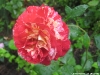 camillpissaro2-copy