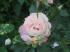 carmagniole2