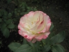 carmagniole4