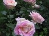claude-monet2
