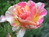 claudemonet2-copy
