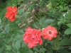 clos-fleuri-vermillion