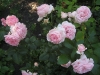 comtesse-de-segur