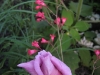 lungdunum1