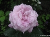lungdunum2