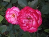 novaia3