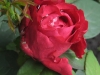 rose-des-4-vents