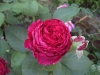 rose-des-4-vents0550