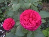 rose-des-4-vents0646