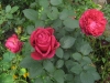 rose-des-4-vents2