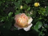 rose-des-cisterciens-2