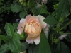 rose-des-cisterciens-4