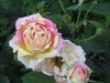 rose-des-cisterciens-5