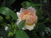 rose-des-cisterciens