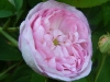 duchesse-de-montebello-030
