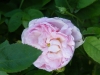 duchesse-de-montebello-031
