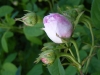 duchesse-de-montebello-032