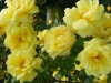 harrisoni055