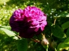 hippolyte-2